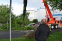 Baum auf Fahrbahn Koeln Deutz Alfred Schuette Allee Mole P669